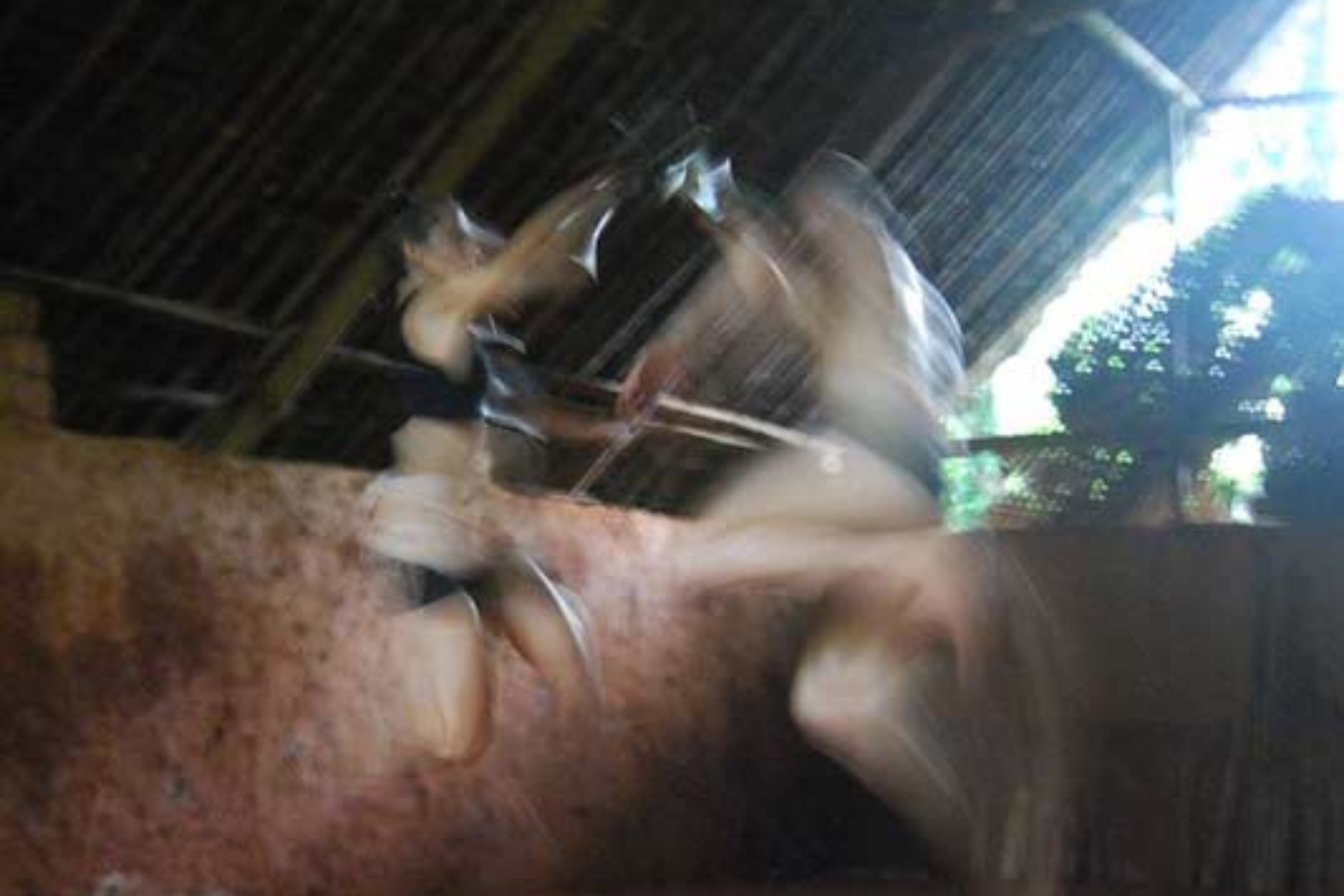 Kalarippayat